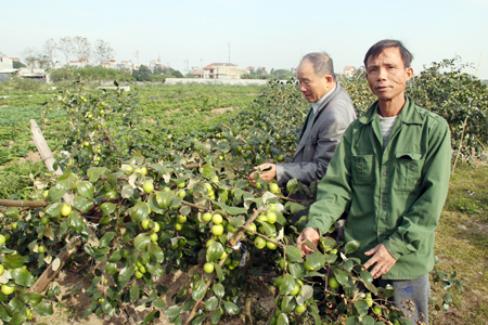   Giòn thơm trái táo trên đồng đất Thủ Sỹ